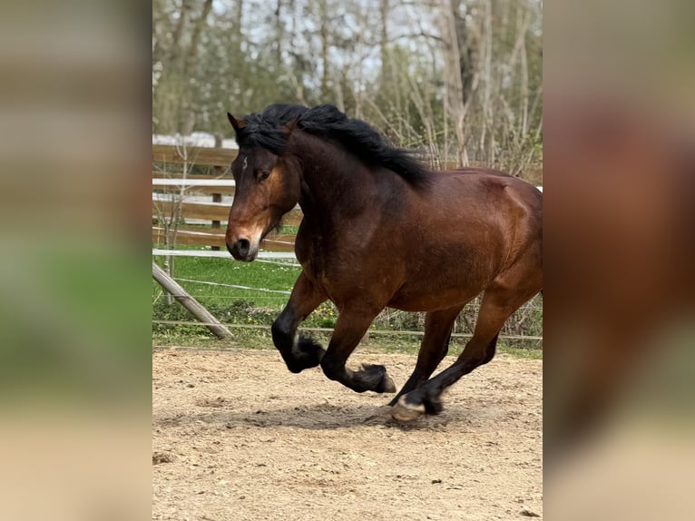 Weitere Kaltblüter Mix Wallach 4 Jahre 160 cm Brauner in Geußnitz