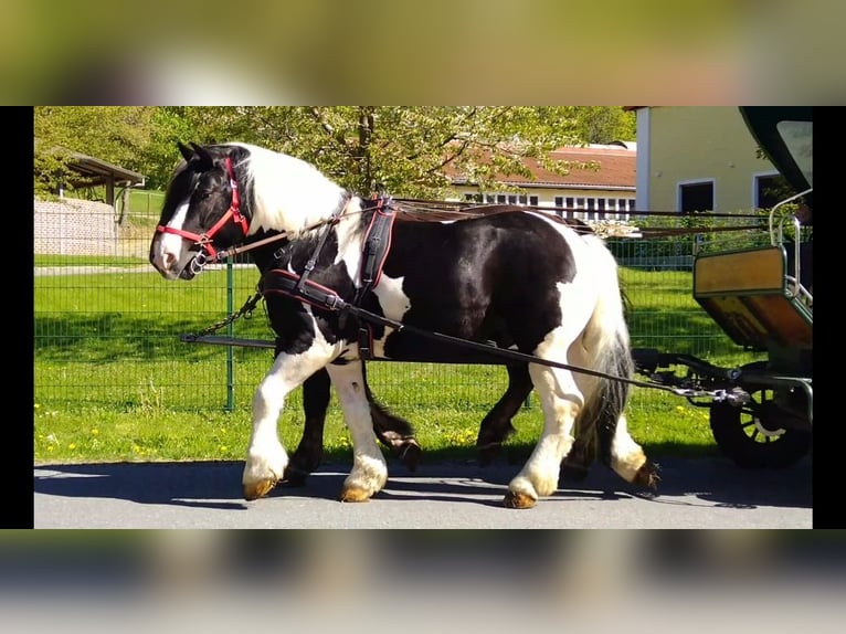 Weitere Kaltblüter Wallach 4 Jahre 162 cm Schecke in Kamenz