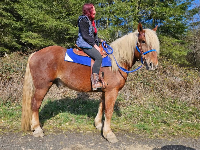 Weitere Kaltblüter Wallach 4 Jahre 167 cm Dunkelfuchs in Linkenbach