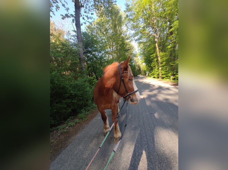 Weitere Kaltblüter Mix Wallach 5 Jahre 150 cm Fuchs in Innermanzing