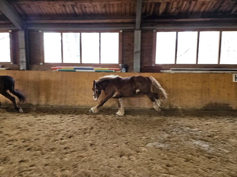 Weitere Kaltblüter Mix Wallach 5 Jahre 150 cm Fuchs in Innermanzing