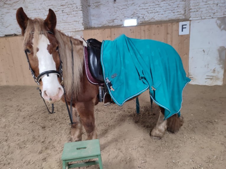 Weitere Kaltblüter Mix Wallach 5 Jahre 150 cm Fuchs in Innermanzing