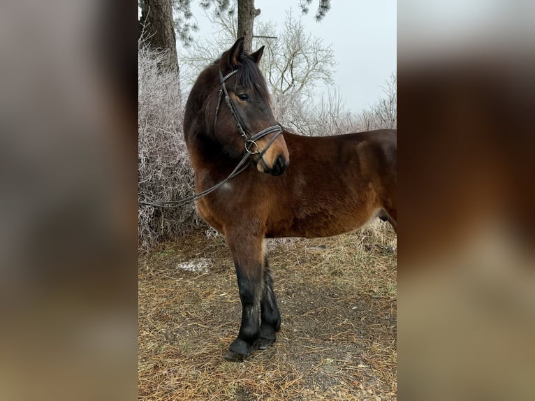 Weitere Kaltblüter Wallach 5 Jahre 152 cm Brauner in Pelmberg