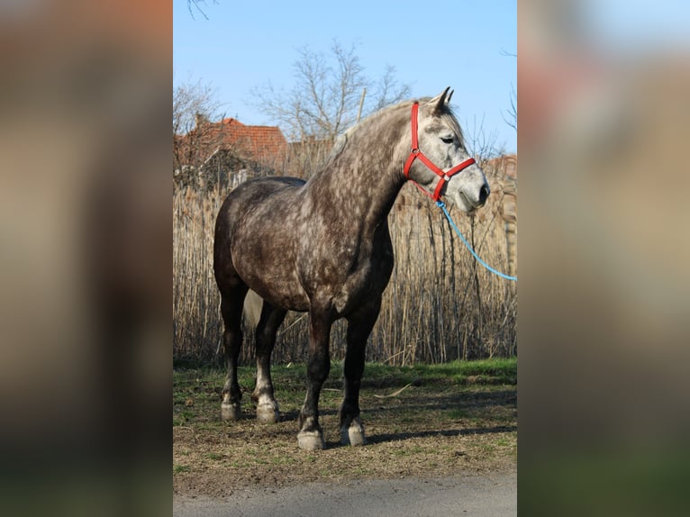 Weitere Kaltblüter Wallach 5 Jahre 153 cm Apfelschimmel in Békés