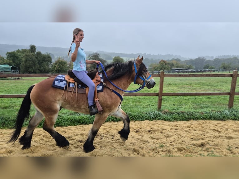 Weitere Kaltblüter Wallach 5 Jahre 153 cm Brauner in Linkenbach