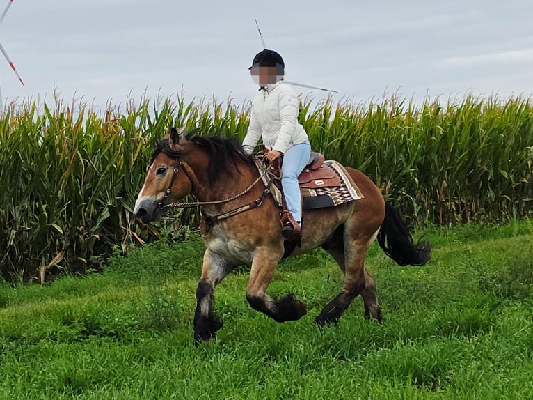 Weitere Kaltblüter Wallach 5 Jahre 153 cm Brauner in Linkenbach