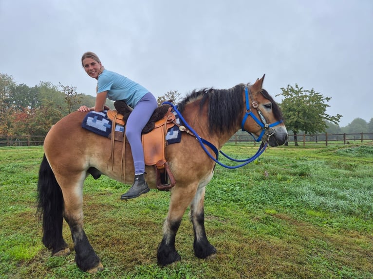 Weitere Kaltblüter Wallach 5 Jahre 153 cm Brauner in Linkenbach