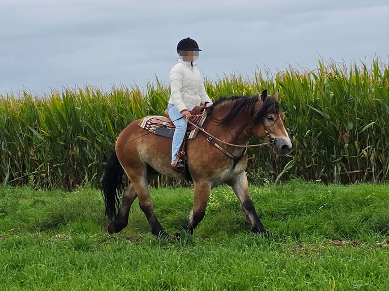 Weitere Kaltblüter Wallach 5 Jahre 153 cm Brauner in Linkenbach