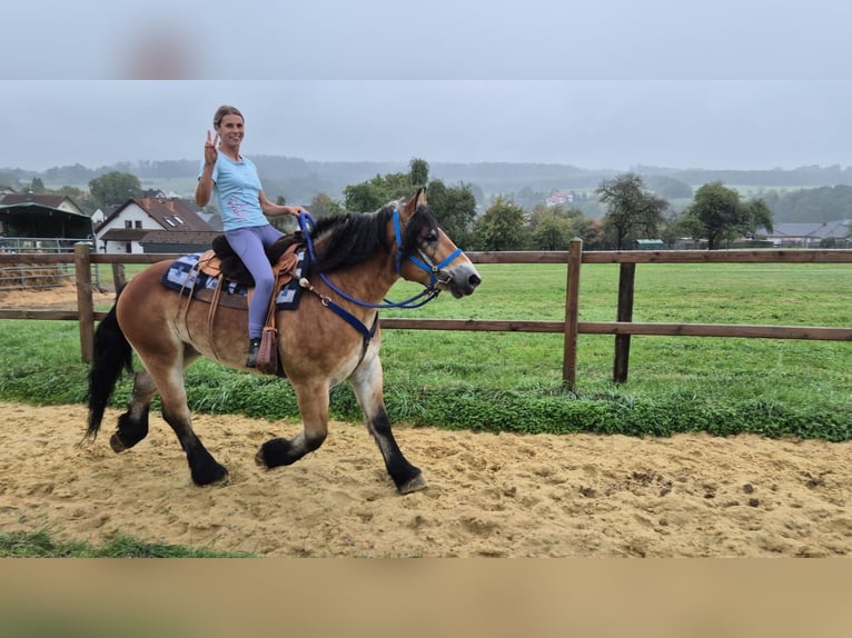 Weitere Kaltblüter Wallach 5 Jahre 153 cm Brauner in Linkenbach