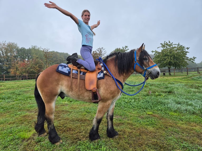 Weitere Kaltblüter Wallach 5 Jahre 153 cm Brauner in Linkenbach