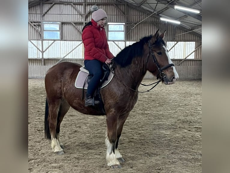 Weitere Kaltblüter Mix Wallach 5 Jahre 156 cm Brauner in Bretten