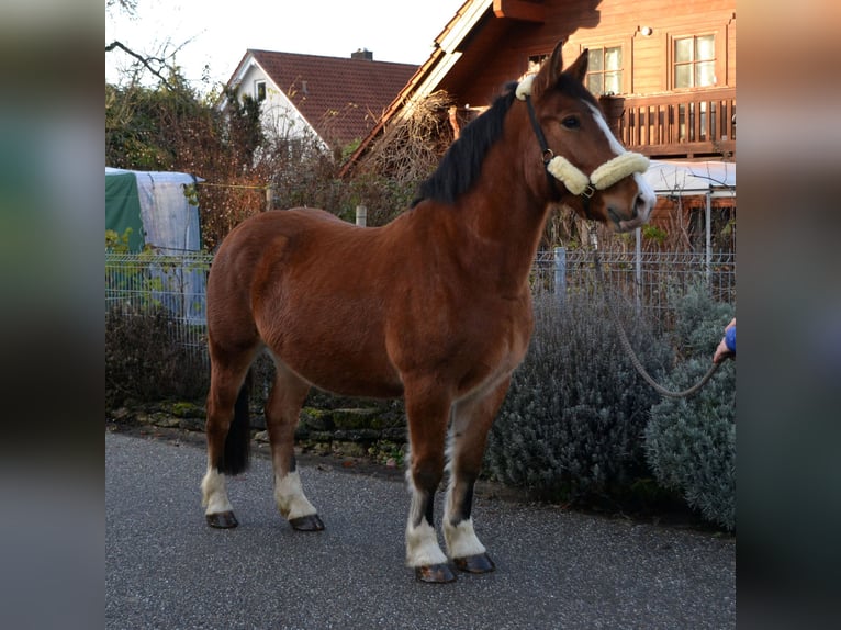 Weitere Kaltblüter Mix Wallach 5 Jahre 156 cm Brauner in Bretten
