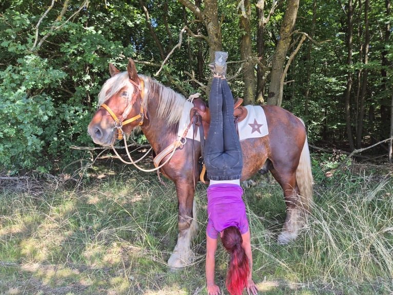 Weitere Kaltblüter Wallach 5 Jahre 158 cm Dunkelfuchs in Linkenbach
