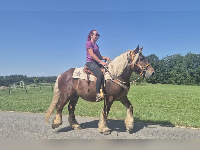 Weitere Kaltblüter Wallach 5 Jahre 158 cm Dunkelfuchs in Linkenbach