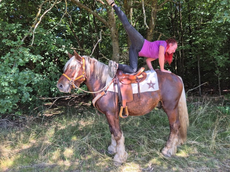 Weitere Kaltblüter Wallach 5 Jahre 158 cm Dunkelfuchs in Linkenbach
