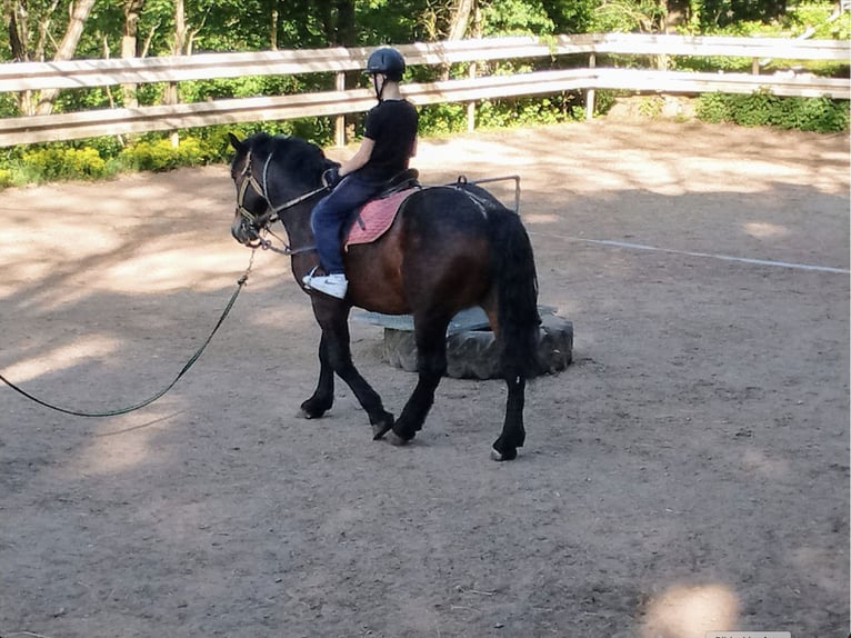 Weitere Kaltblüter Wallach 5 Jahre 160 cm Brauner in WertheimWertheim
