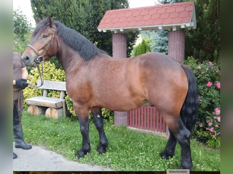 Weitere Kaltblüter Wallach 5 Jahre 160 cm Brauner in WertheimWertheim