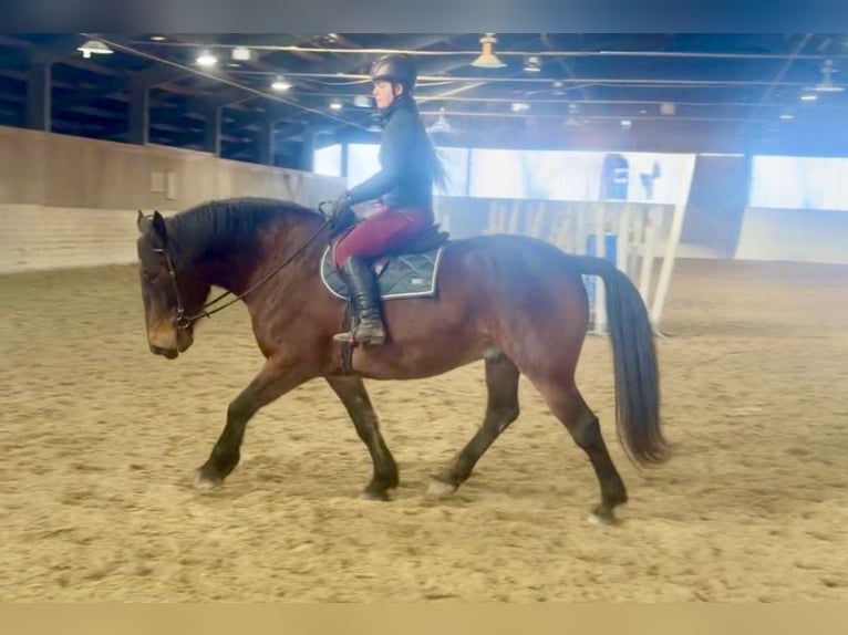 Weitere Kaltblüter Wallach 5 Jahre 160 cm Rappe in Pelmberg