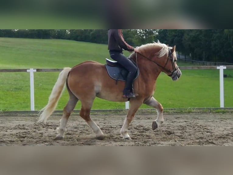 Weitere Kaltblüter Wallach 5 Jahre 164 cm Fuchs in Kamenz
