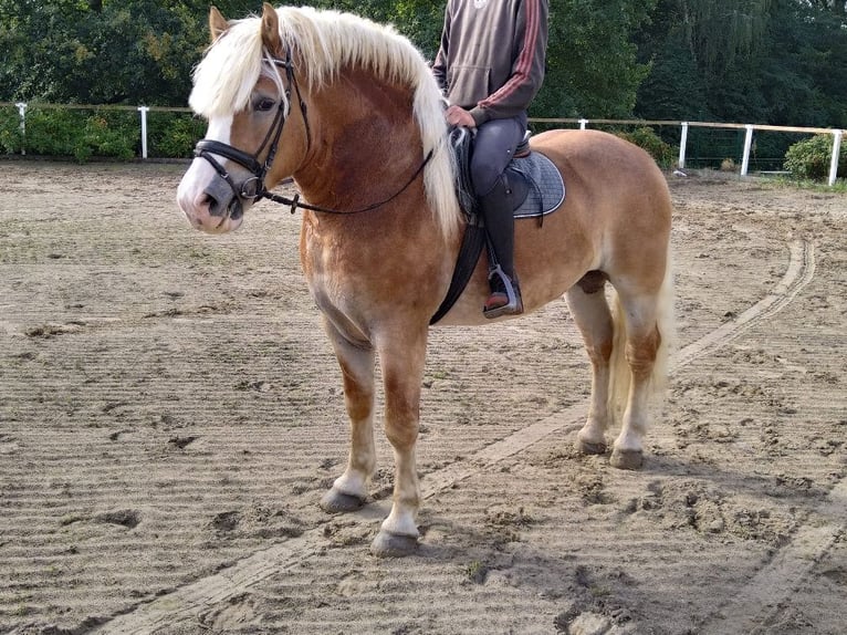 Weitere Kaltblüter Wallach 5 Jahre 164 cm Fuchs in Kamenz