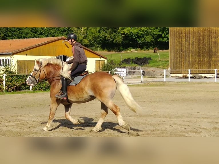 Weitere Kaltblüter Wallach 5 Jahre 164 cm Fuchs in Kamenz