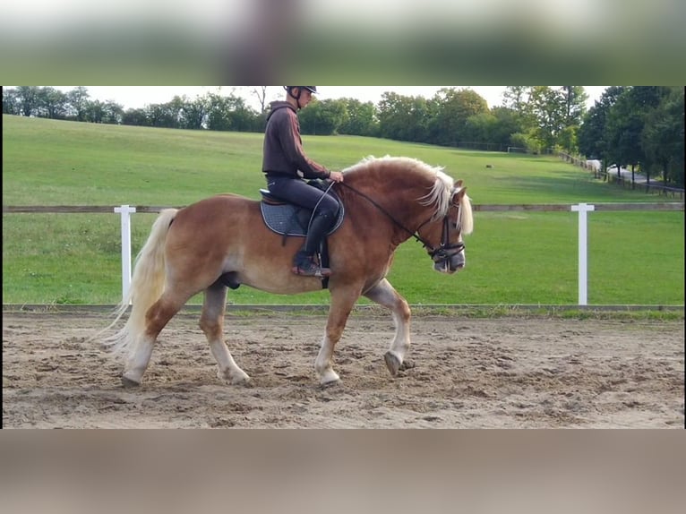 Weitere Kaltblüter Wallach 5 Jahre 164 cm Fuchs in Kamenz
