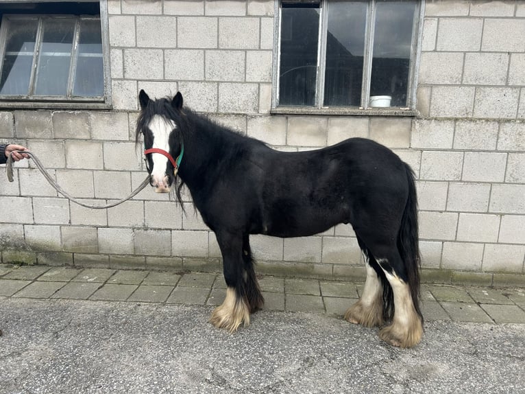 Weitere Kaltblüter Mix Wallach 6 Jahre 125 cm Rappe in Geleen