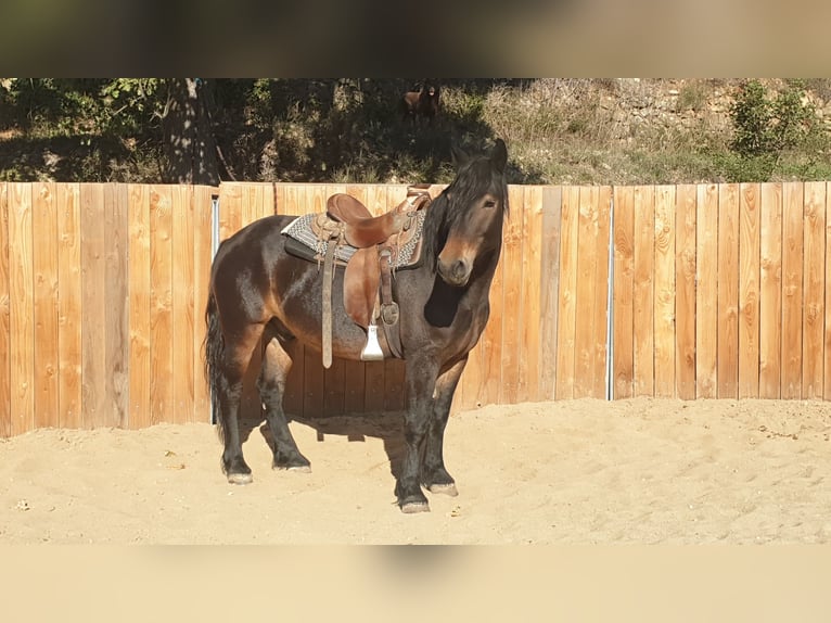 Weitere Kaltblüter Wallach 6 Jahre 155 cm in Montgaillard