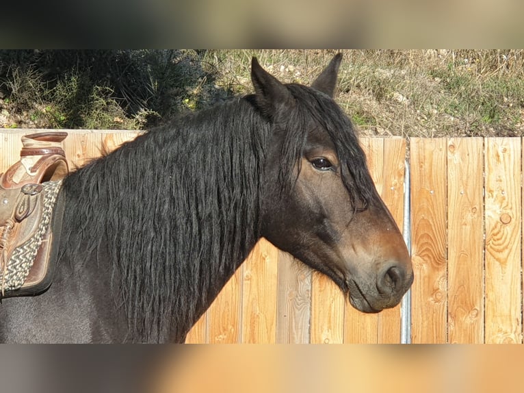 Weitere Kaltblüter Wallach 6 Jahre 155 cm in Montgaillard