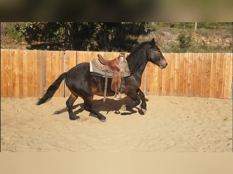 Weitere Kaltblüter Wallach 6 Jahre 155 cm in Montgaillard