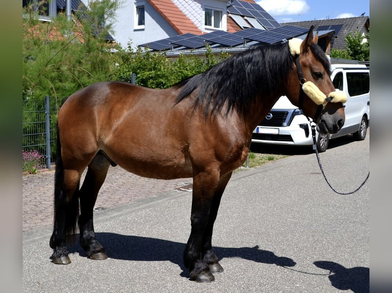 Weitere Kaltblüter Mix Wallach 6 Jahre 157 cm Brauner in Bretten