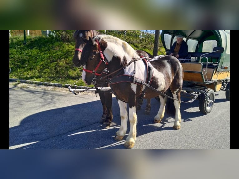 Weitere Kaltblüter Wallach 6 Jahre 157 cm Schecke in Kamenz