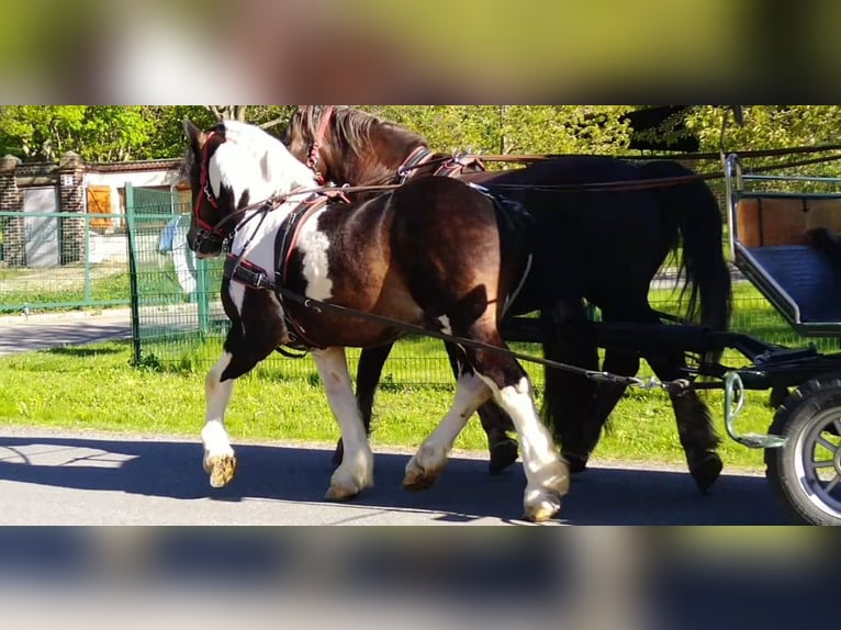 Weitere Kaltblüter Wallach 6 Jahre 157 cm Schecke in Kamenz