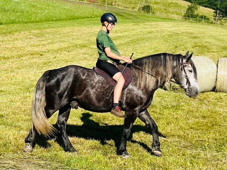 Weitere Kaltblüter Mix Wallach 6 Jahre 163 cm Rappschimmel in Schottwien