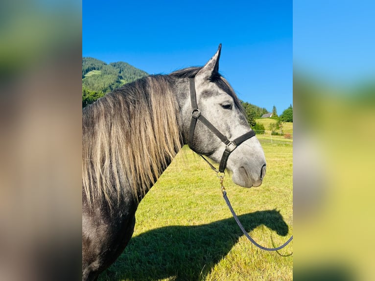 Weitere Kaltblüter Mix Wallach 6 Jahre 163 cm Rappschimmel in Schottwien
