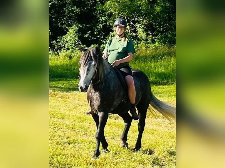 Weitere Kaltblüter Mix Wallach 6 Jahre 163 cm Rappschimmel in Schottwien
