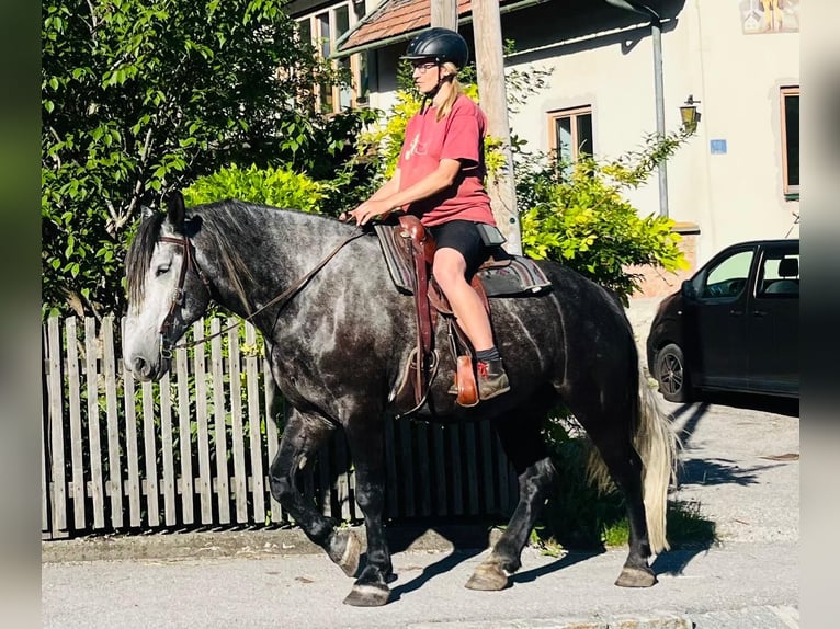 Weitere Kaltblüter Mix Wallach 6 Jahre 163 cm Rappschimmel in Schottwien