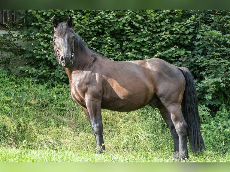 Weitere Kaltblüter Wallach 6 Jahre 170 cm Rappe in St.oswald Bei Fr