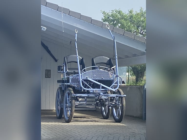 Weitere Kaltblüter Wallach 7 Jahre 165 cm Fuchs in Bad Soden-Salmünster