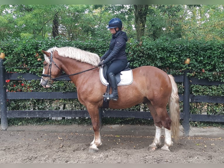 Weitere Kaltblüter Wallach 7 Jahre 165 cm Fuchs in Schöppingen
