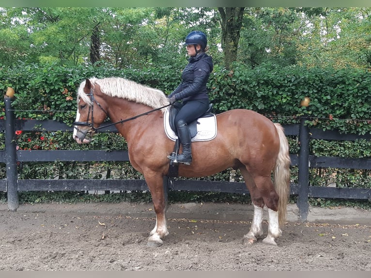 Weitere Kaltblüter Wallach 7 Jahre 165 cm Fuchs in Schöppingen