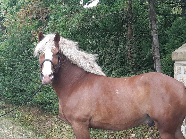Weitere Kaltblüter Wallach 7 Jahre 165 cm Fuchs in Schöppingen