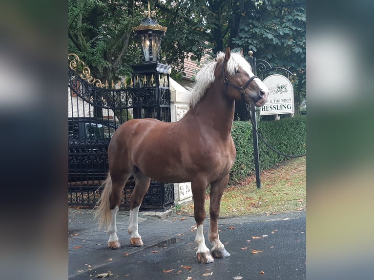 Weitere Kaltblüter Wallach 7 Jahre 165 cm Fuchs in Schöppingen