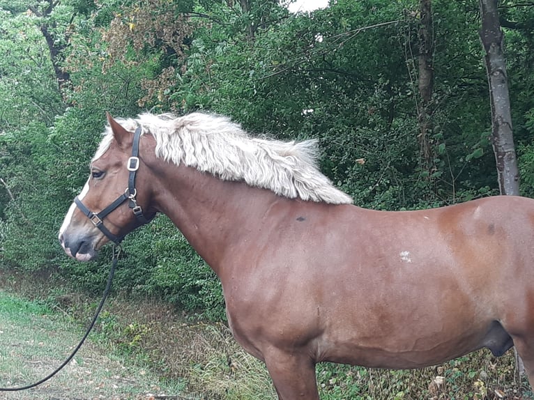 Weitere Kaltblüter Wallach 7 Jahre 165 cm Fuchs in Schöppingen