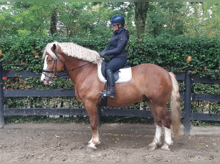 Weitere Kaltblüter Wallach 7 Jahre 165 cm Fuchs in Schöppingen