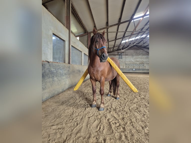 Weitere Kaltblüter Mix Wallach 7 Jahre  in Wülfrath