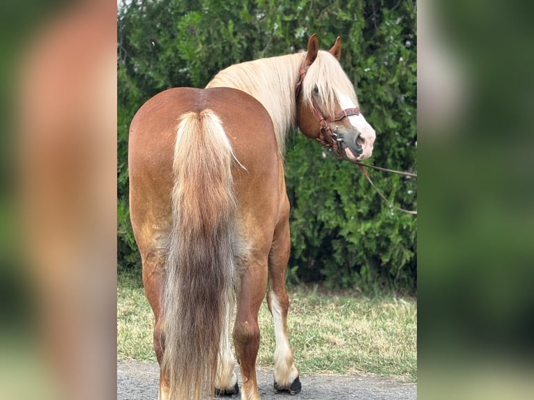 Weitere Kaltblüter Wallach 8 Jahre 153 cm Fuchs in B&#xE9;k&#xE9;s