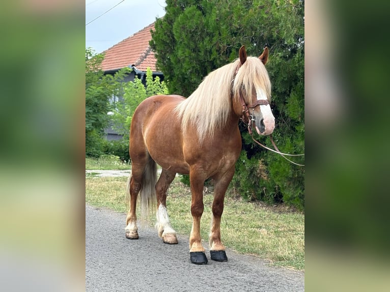 Weitere Kaltblüter Wallach 8 Jahre 153 cm Fuchs in B&#xE9;k&#xE9;s