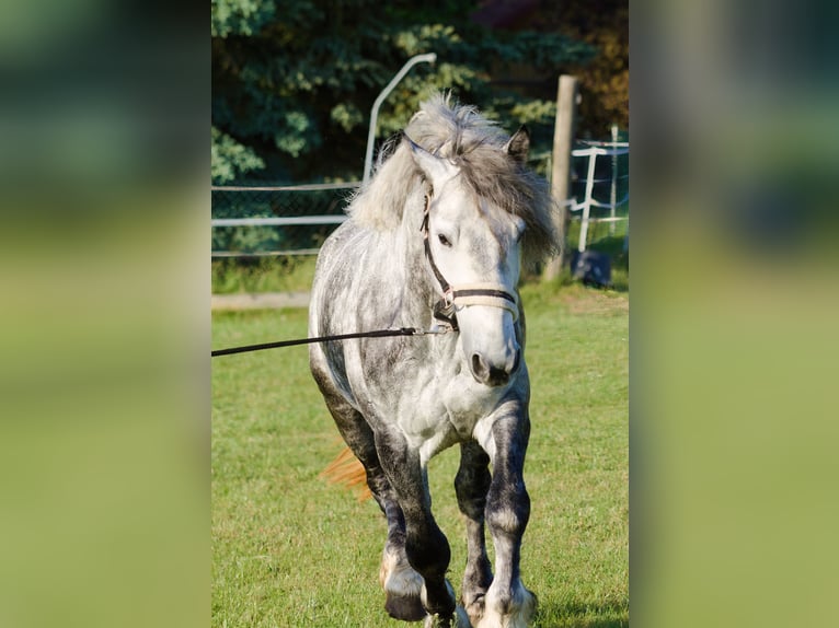 Weitere Kaltblüter Mix Wallach 8 Jahre 160 cm Apfelschimmel in TrautskirchenTrautskirchen