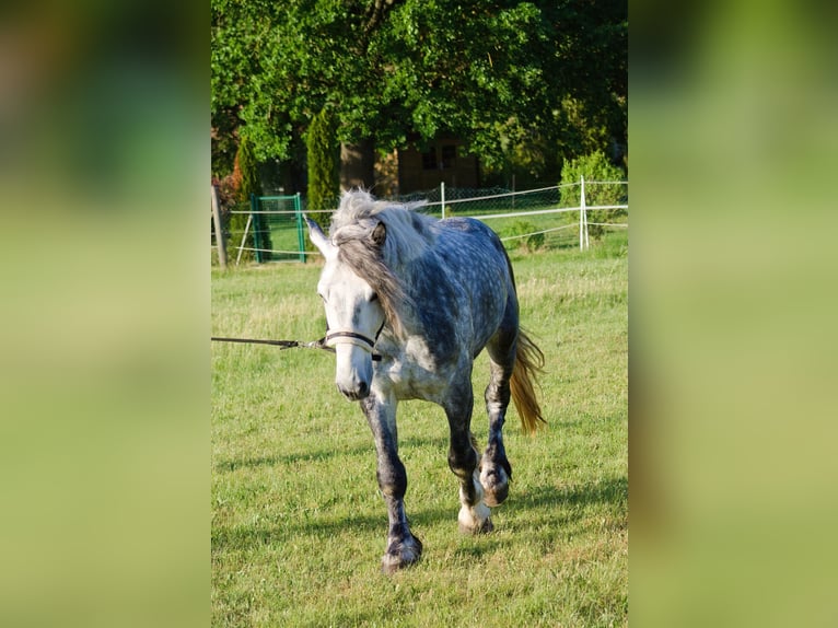 Weitere Kaltblüter Mix Wallach 8 Jahre 160 cm Apfelschimmel in TrautskirchenTrautskirchen